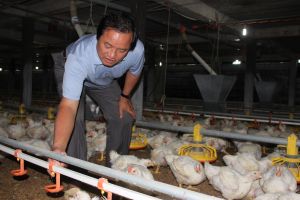 Hợp tác xã đầu tiên nuôi gà xuất khẩu