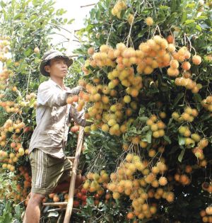 Xây dựng thương hiệu nông sản vẫn chưa xứng tầm