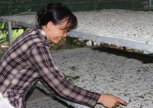 Nghề dâu - tằm - tơ hồi sinh