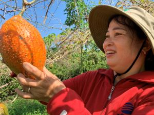 Cây Gấc trên vùng đất Long Khánh