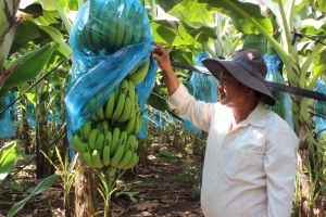 Tính đường dài cho “thủ phủ” chuối cấy mô