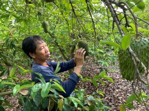 Huyện Thống Nhất phát triển vùng trồng mãng cầu xiêm