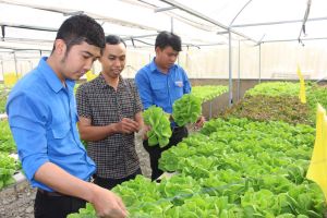 Thanh niên người dân tộc thiểu số với mô hình trồng rau thủy canh trên đồng lúa