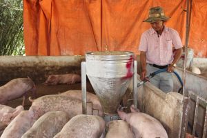 Chú trọng bảo vệ môi trường vùng chăn nuôi