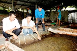 Nuôi ruồi để xử lý môi trường