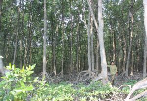 Đồng Nai có  hơn 6,7 ngàn ha rừng ngập mặn