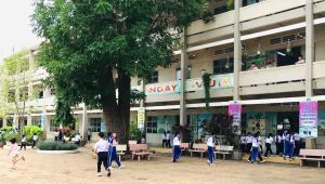 Cần quản lý cây xanh trong trường học