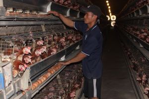 Đưa công nghệ vào chăn nuôi