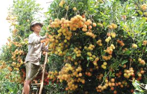 Trái cây hè khó khăn về đầu ra