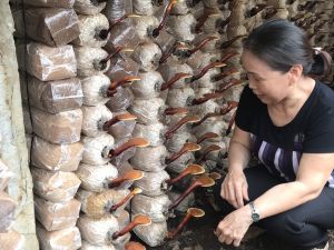 Xây dựng thương hiệu cho  nấm