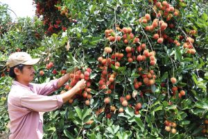 Ứng dụng khoa học, công nghệ vào sản xuất