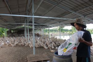 Chăn nuôi gia cầm dần khởi sắc