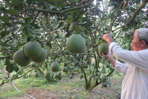 Làm nông nghiệp sạch giá rẻ