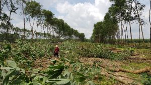 Sẽ giao đất giai đoạn ưu tiên cho dự án Cảng HKQT Long Thành đúng tiến độ.