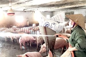 Hoàn thành hỗ trợ cho các hộ có heo bị tiêu hủy do dịch tả heo Châu Phi