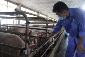 Chăn nuôi heo đối mặt nhiều thách thức