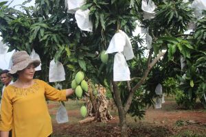 Minh bạch nguồn gốc cho nông sản