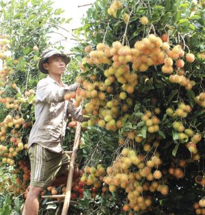 Vùng chuyên canh vẫn khó sản xuất lớn