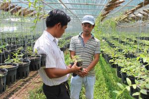 Vào rừng trồng lan