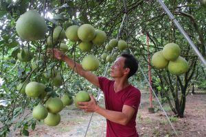 Giữ vững sản xuất trong khó khăn