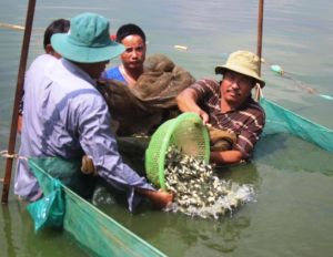 Tính đầu ra cho cá nước ngọt