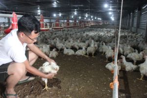 Phát triển chăn nuôi hiện đại, bền vững