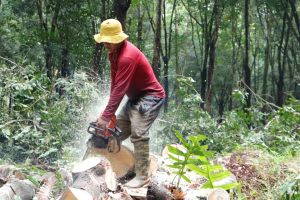 Chùm ảnh: Gấp rút hoàn tất thanh lý vườn cây cao su, bàn giao mặt bằng dự án sân bay Long Thành