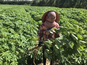 Báo động lây lan dịch khảm lá mì