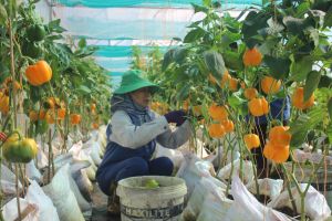 Phấn đấu xây dựng huyện nông thôn mới kiểu mẫu