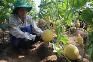 Chưa dễ mở rộng thị trường cho nông sản sạch