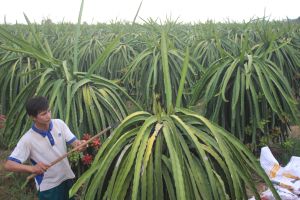 Ngọn cờ đầu xây dựng nông thôn mới