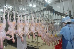 Chiến lược phát triển ngành chăn nuôi đến năm 2045
