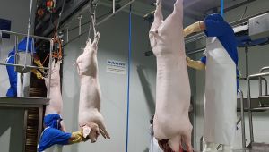 Tổng đàn heo của Đồng Nai đang phục hồi nhanh