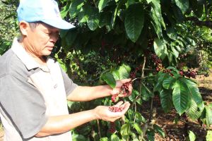 Xuất khẩu cà phê khởi sắc