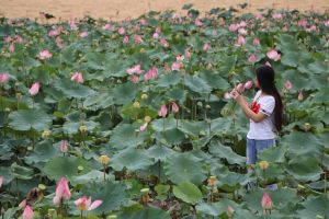Lên vùng cao ngắm sen