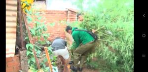 Tiêu hủy cây cần sa trong vườn nhà dân