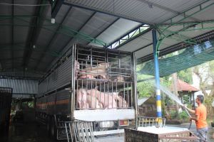 Không lo thiếu nguồn cung thịt heo Tết 2021