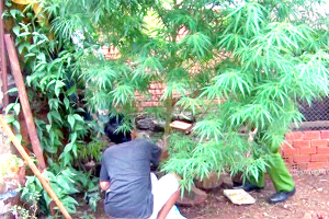 Nghiêm cấm trồng cây cần sa