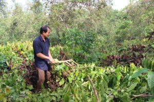 H.Cẩm Mỹ xin bỏ dự án Cà phê 4C gặp khó