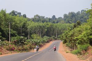 Sẽ phê duyệt phương án phát triển rừng bền vững