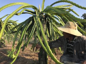 Nhân rộng diện tích tưới tiết kiệm