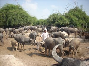 Nuôi trâu đàn ở Nhơn Trạch