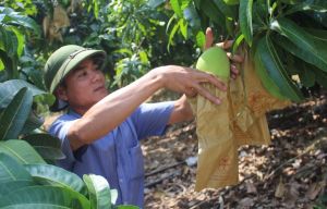 Giá trị sản xuất nông, lâm, thủy sản tăng trưởng cao