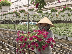 Diện tích rau, hoa tăng mạnh mùa Tết Nguyên đán 2021