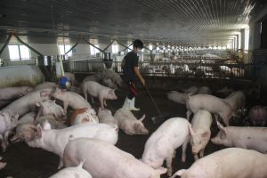 ​Hỗ trợ kinh tế trang trại phát triển