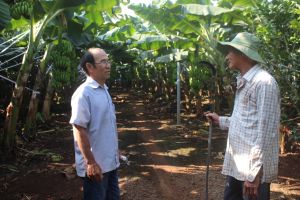 Cây chuối  trên vùng đất đá