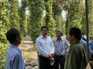 Hỗ trợ cho dự án cánh đồng tiêu huyện Cẩm Mỹ phát triển