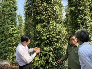 Phát triển hồ tiêu bền vững