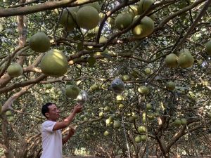 Xây dựng chuỗi liên kết để nông sản có đầu ra bền vững