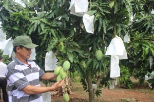 Nhiều đề án lớn trong sản xuất nông nghiệp